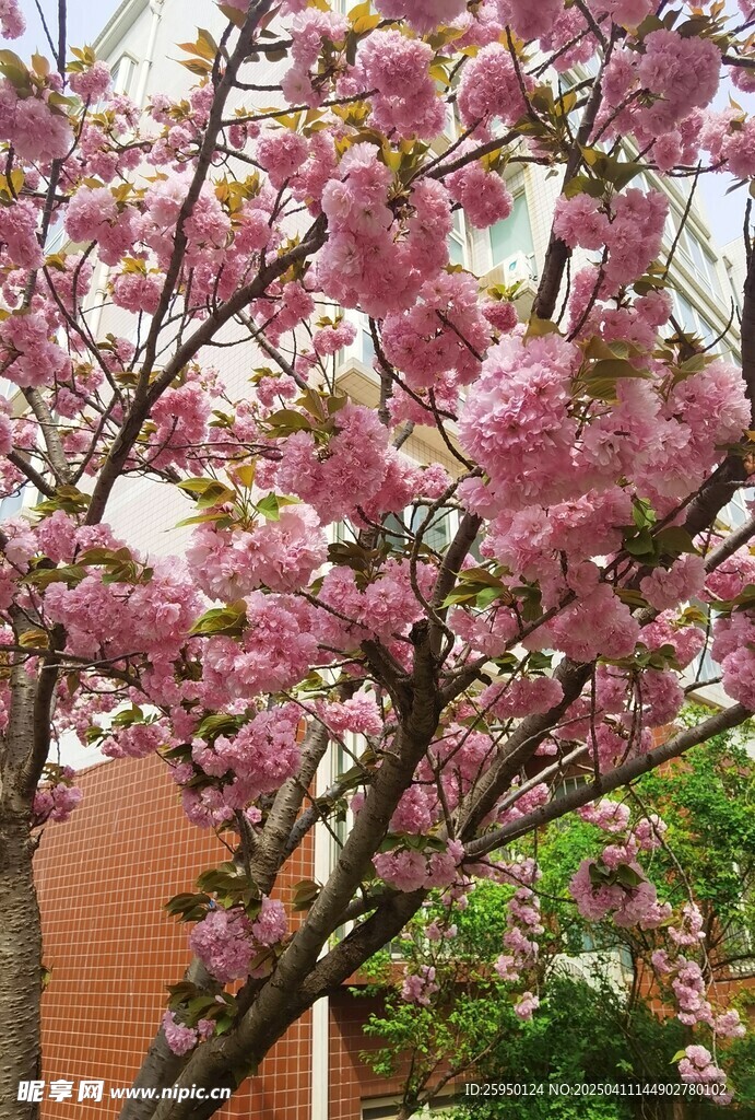樱花
