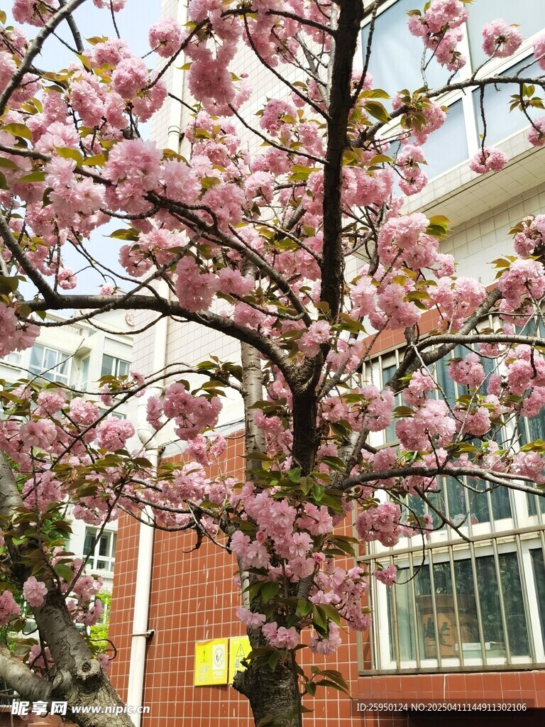 樱花