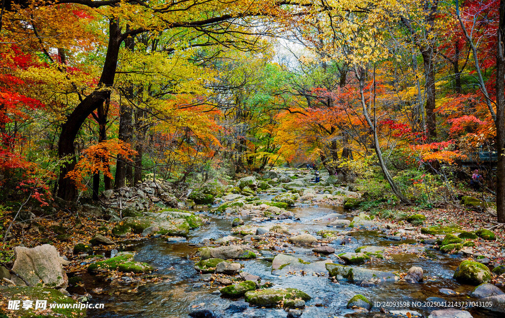 森林公园美丽的秋色