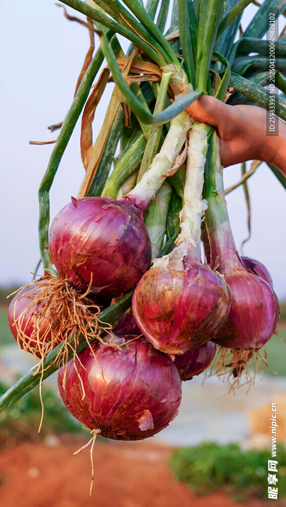 洋葱栽培