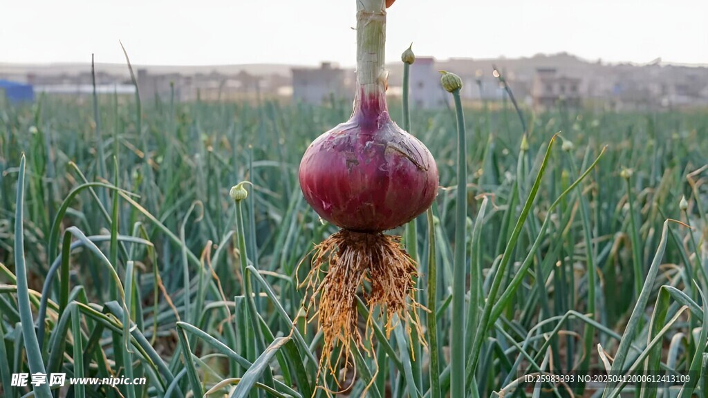洋葱栽培