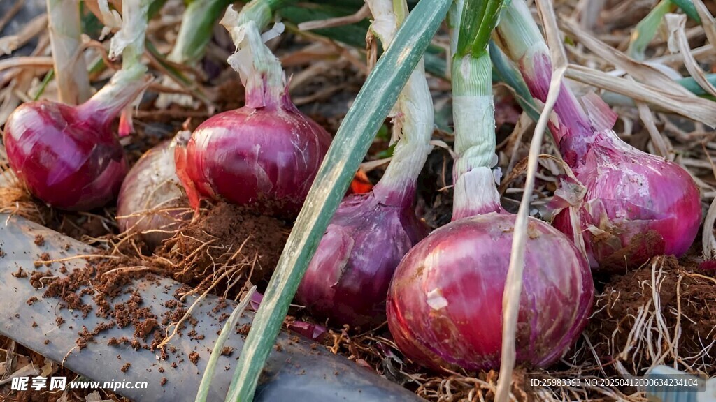 洋葱栽培