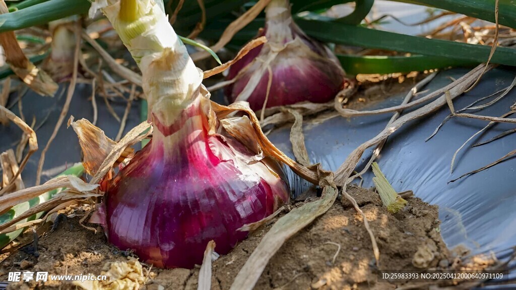 洋葱栽培