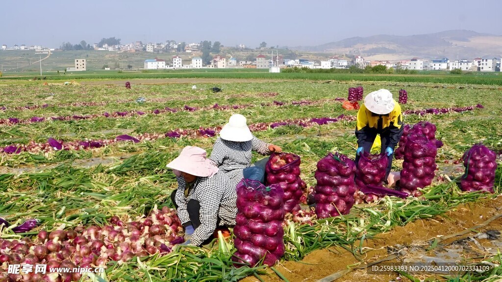 洋葱栽培