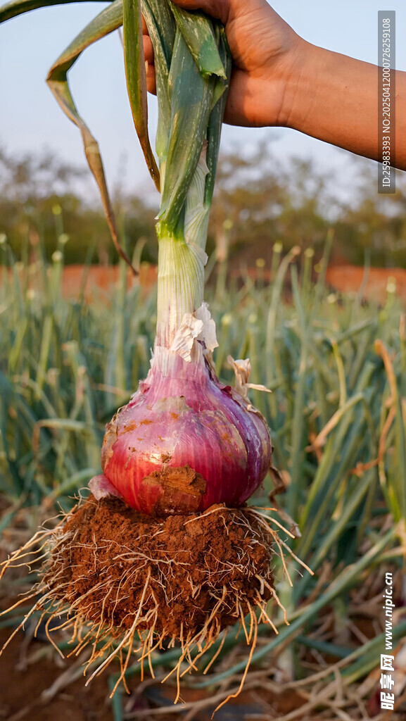 洋葱栽培