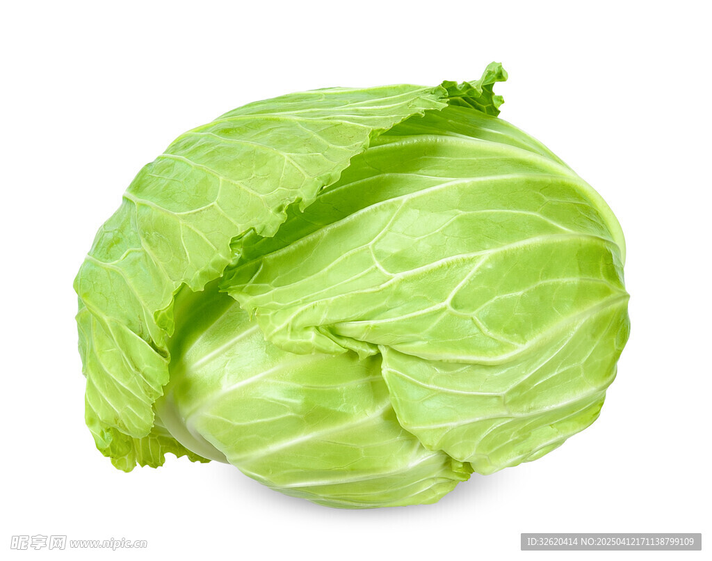包菜