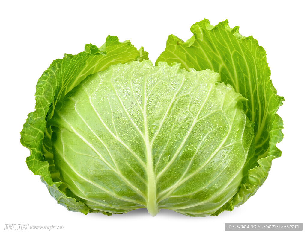 包菜