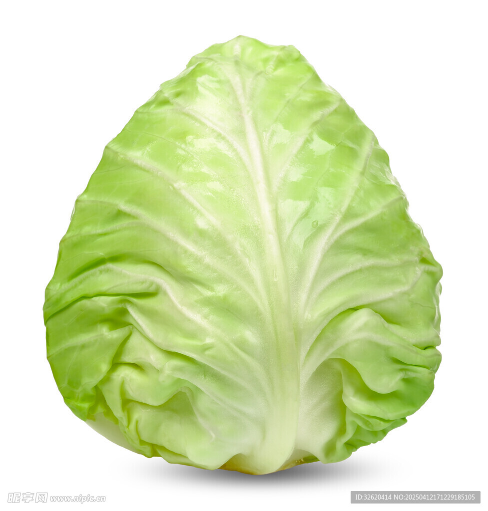 包菜