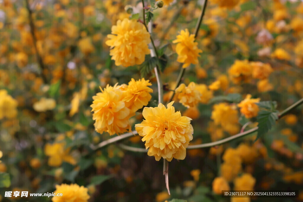 重瓣棣棠花