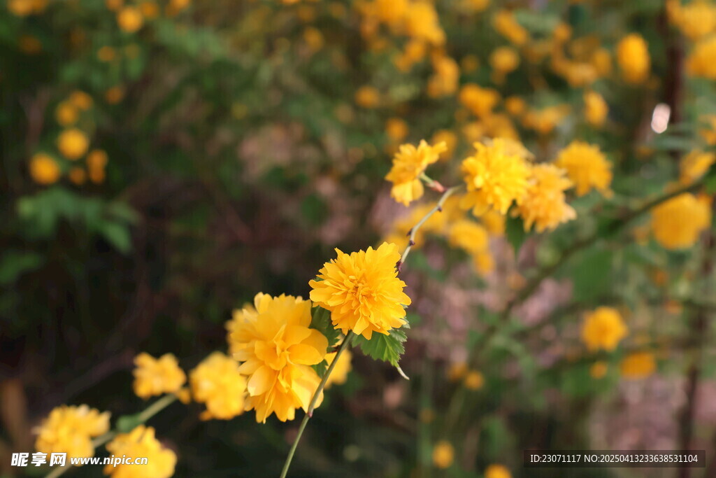 重瓣棣棠花