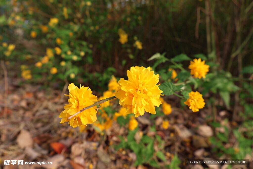 重瓣棣棠花