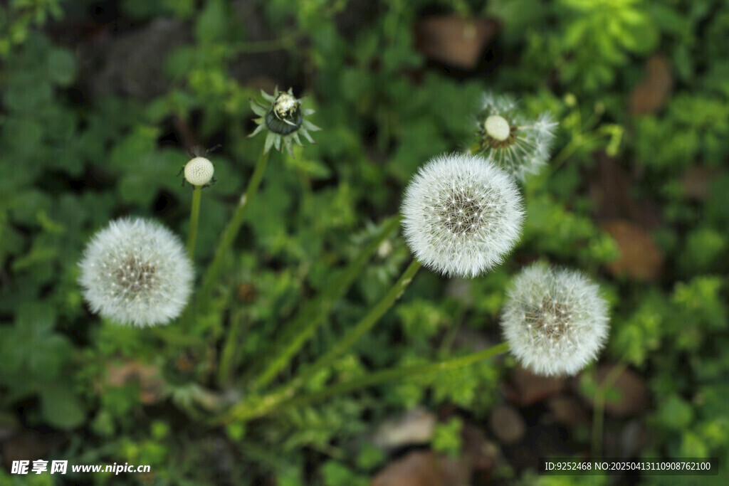 蒲公英绒球 