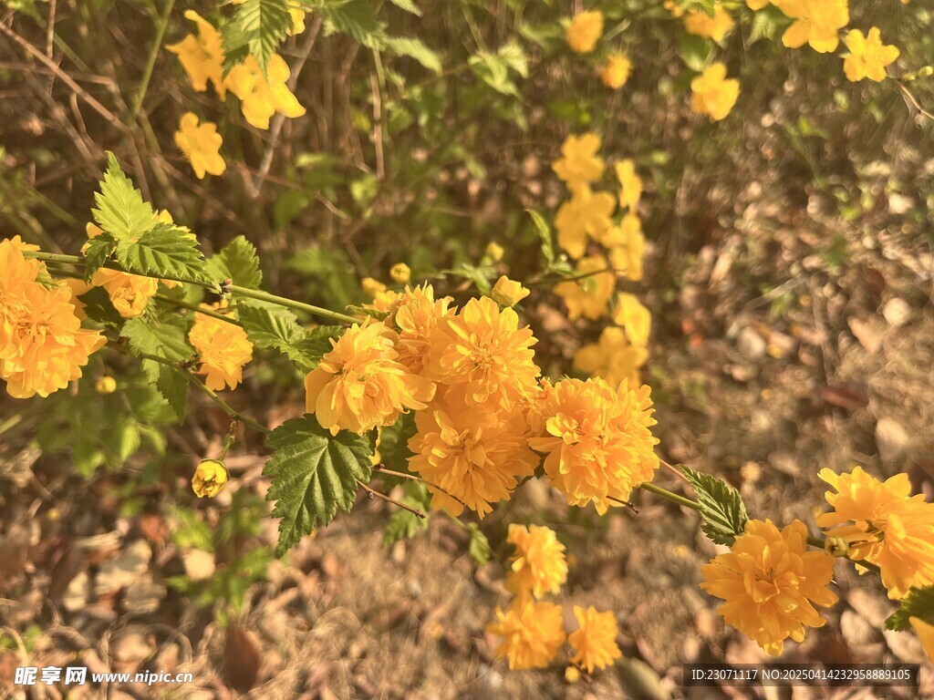 重瓣棣棠花