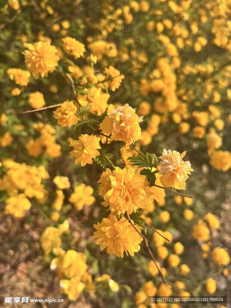 重瓣棣棠花