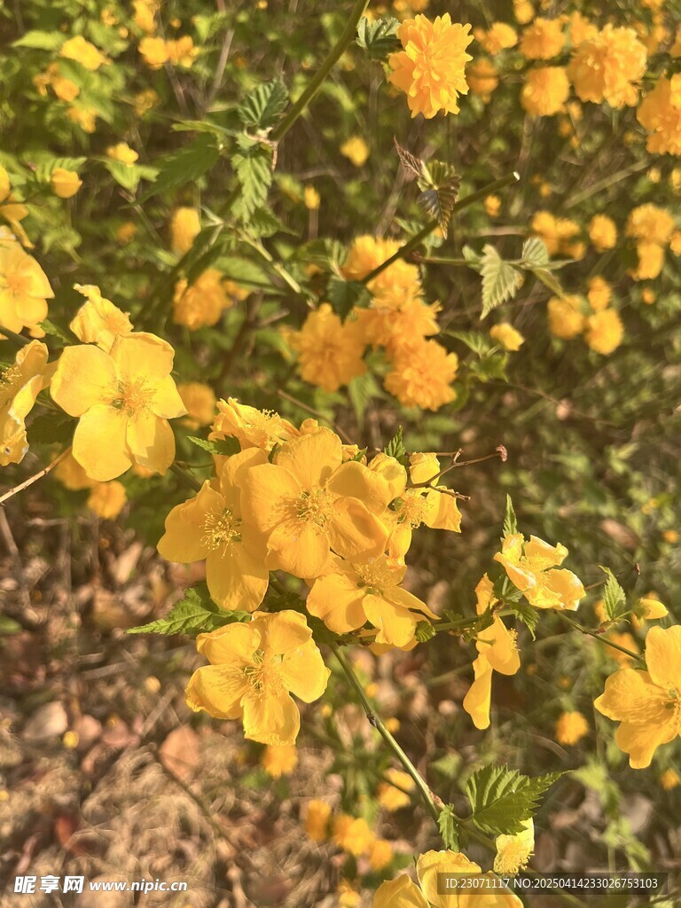 棣棠花