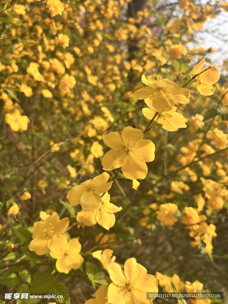 棣棠花