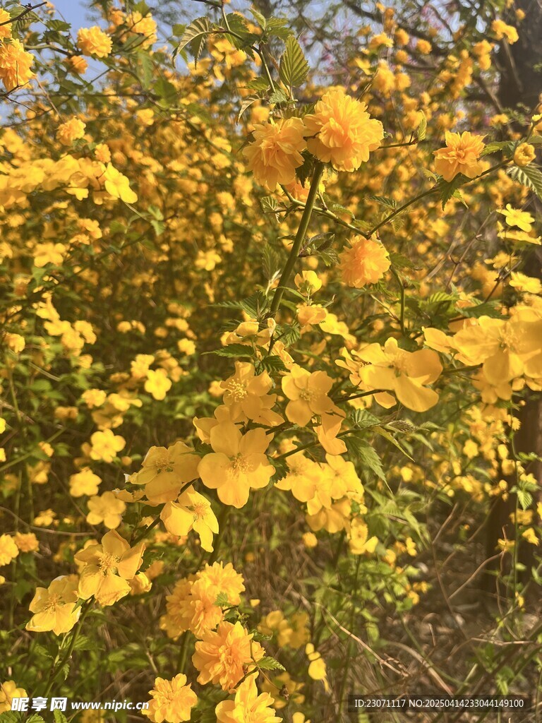 重瓣棣棠花