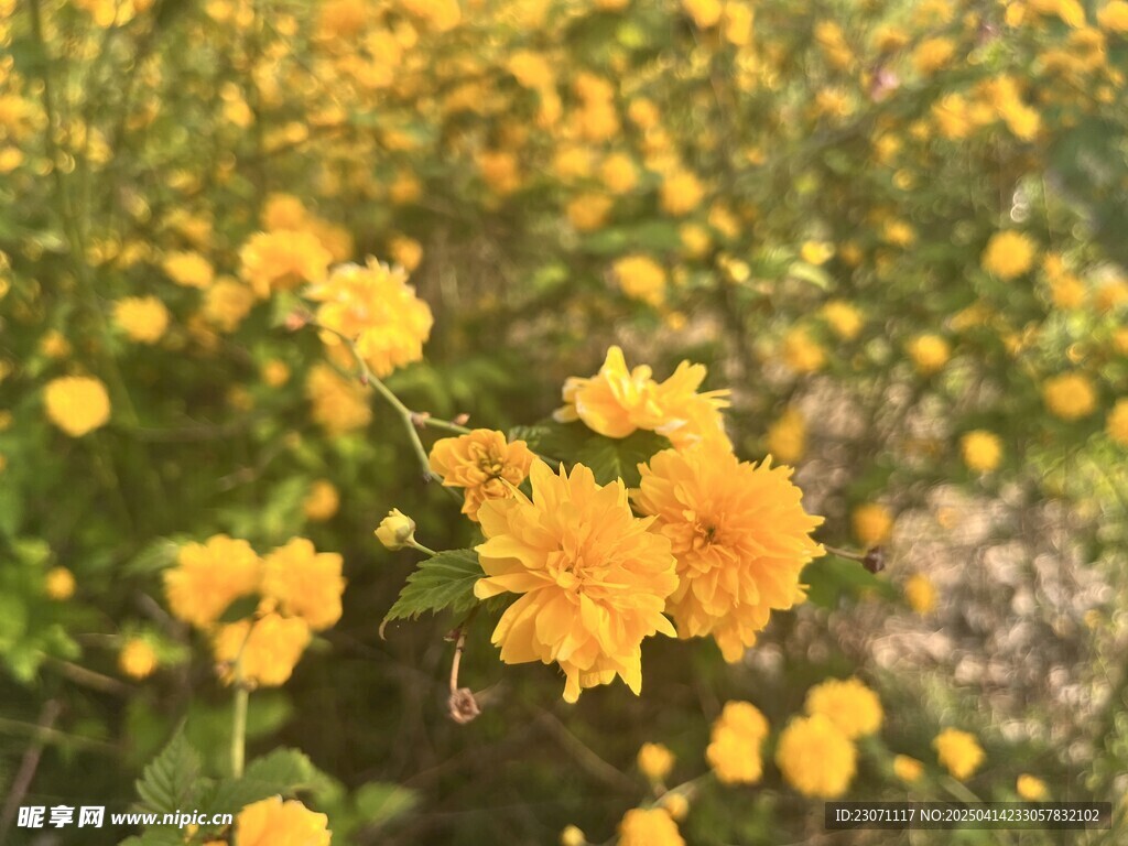 重瓣棣棠花