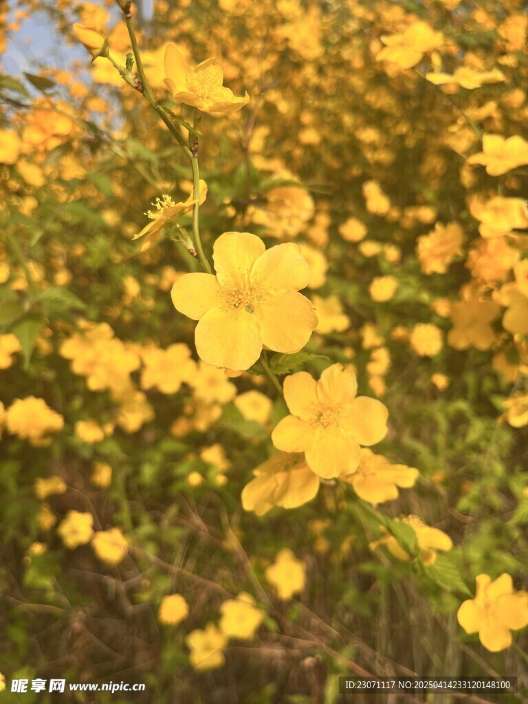 棣棠花