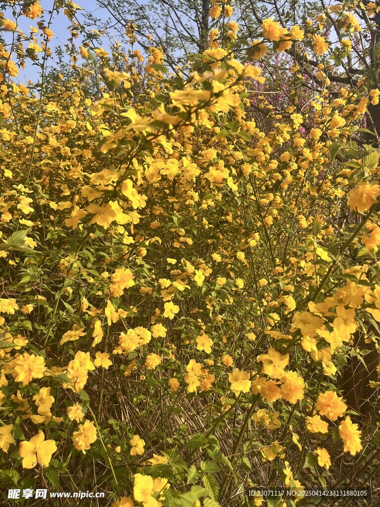 重瓣棣棠花
