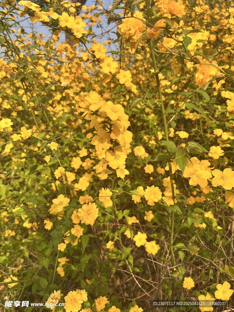 重瓣棣棠花