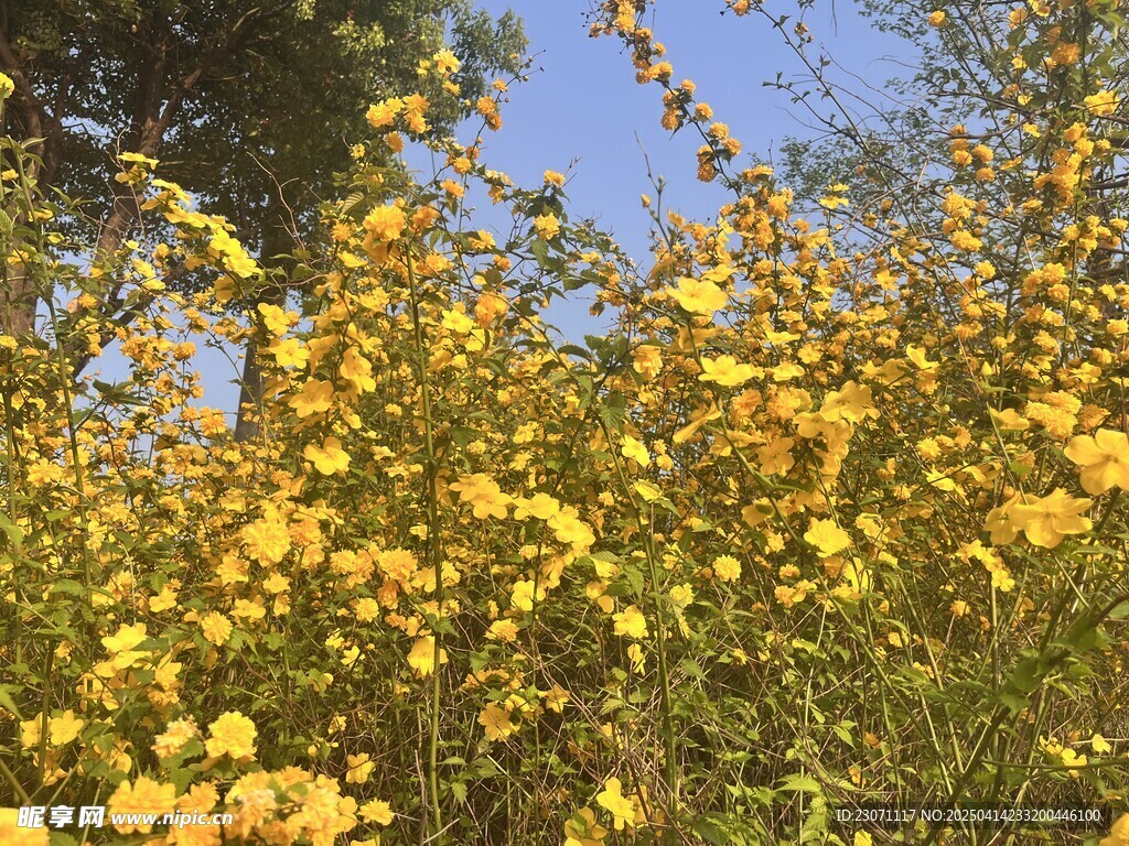 重瓣棣棠花