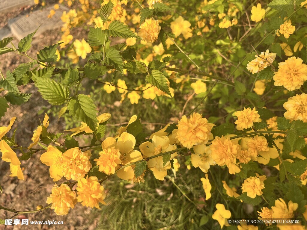 重瓣棣棠花