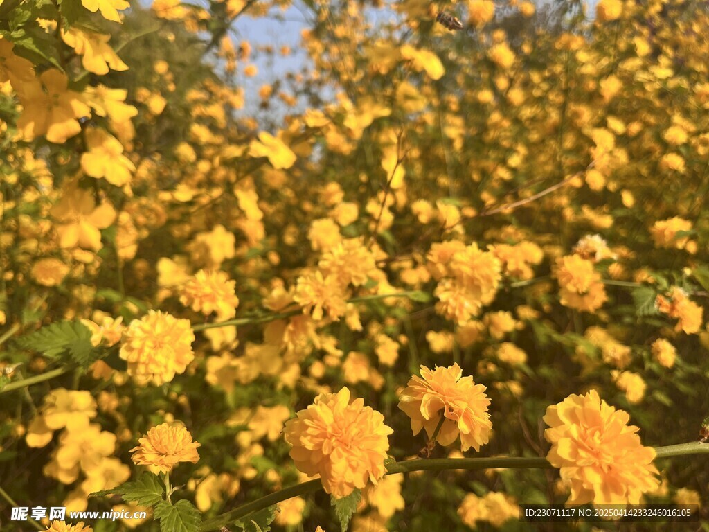 重瓣棣棠花