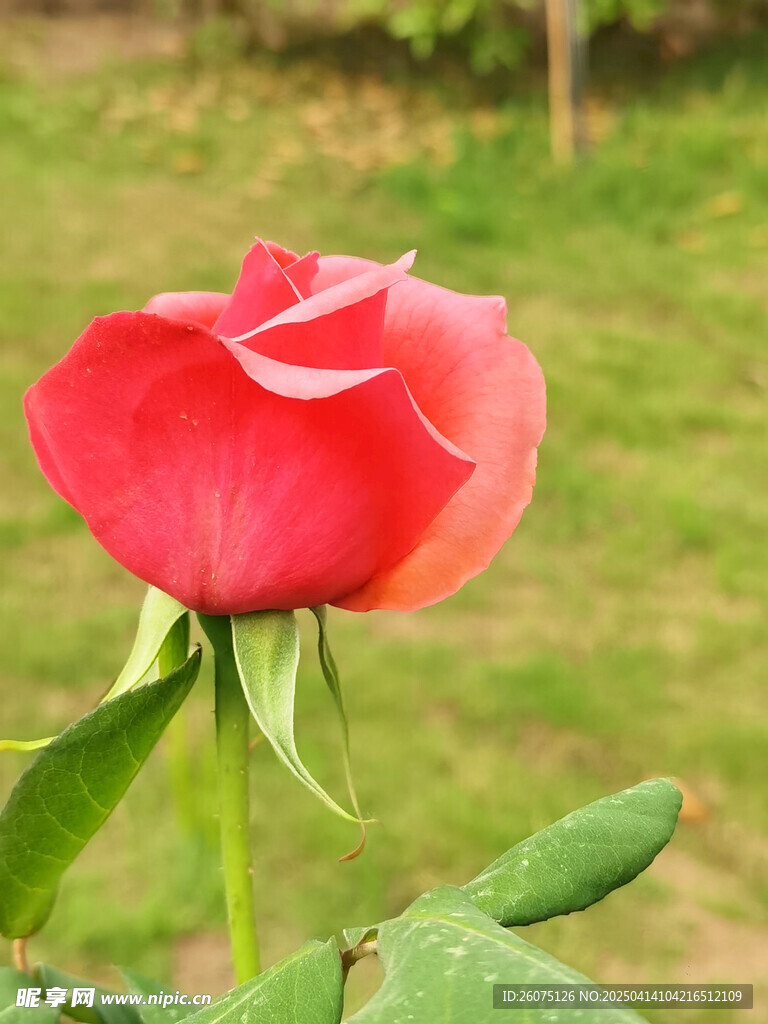 绽放月季