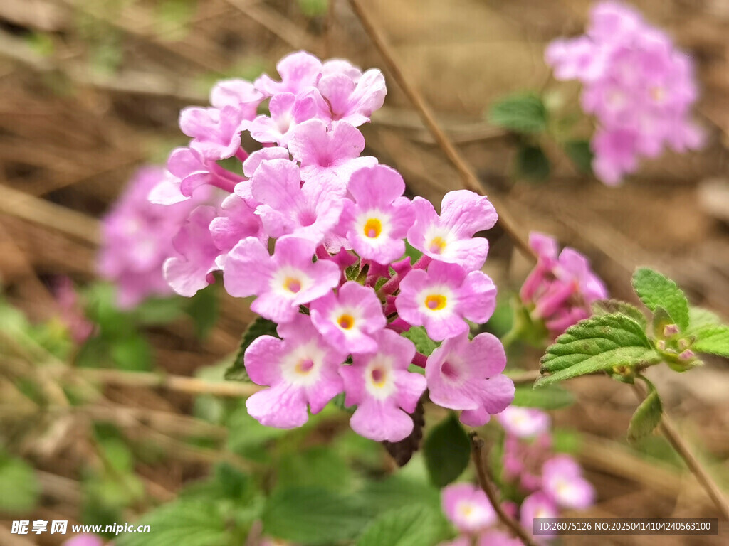 紫色小花