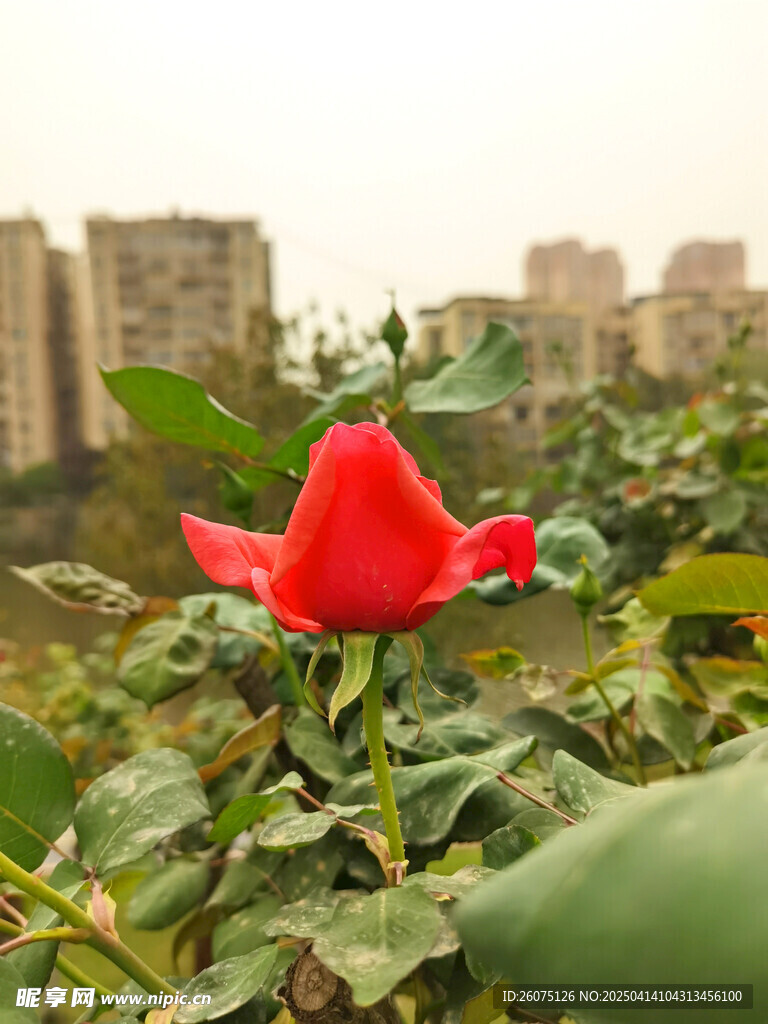月季开花