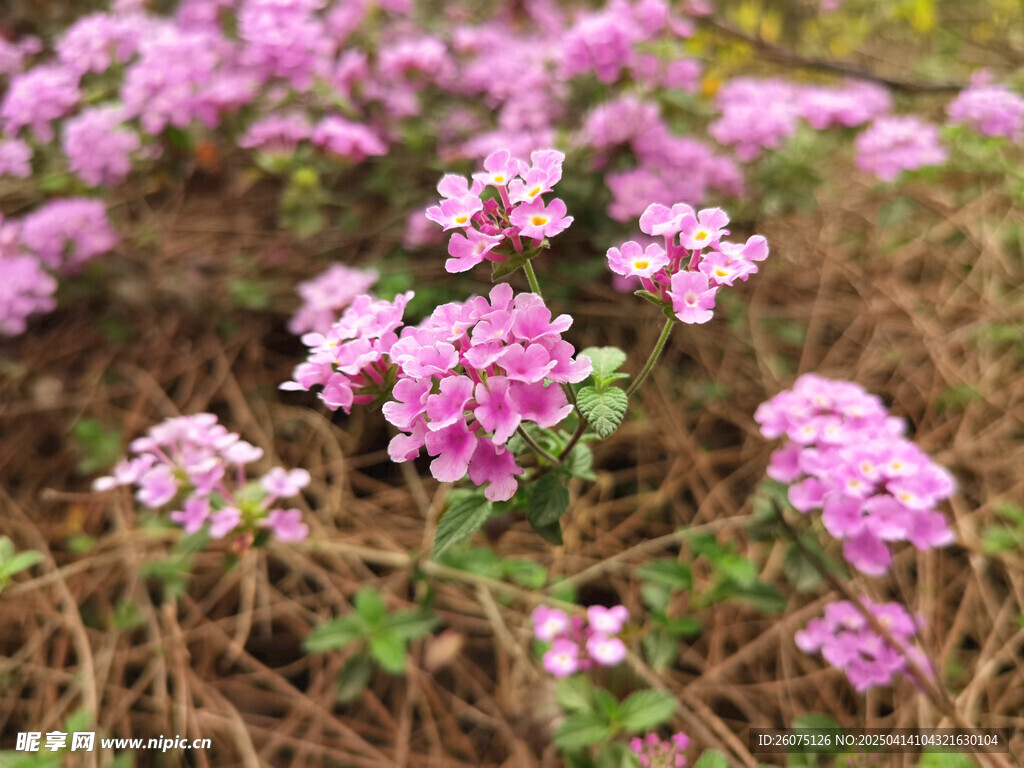 紫色小花