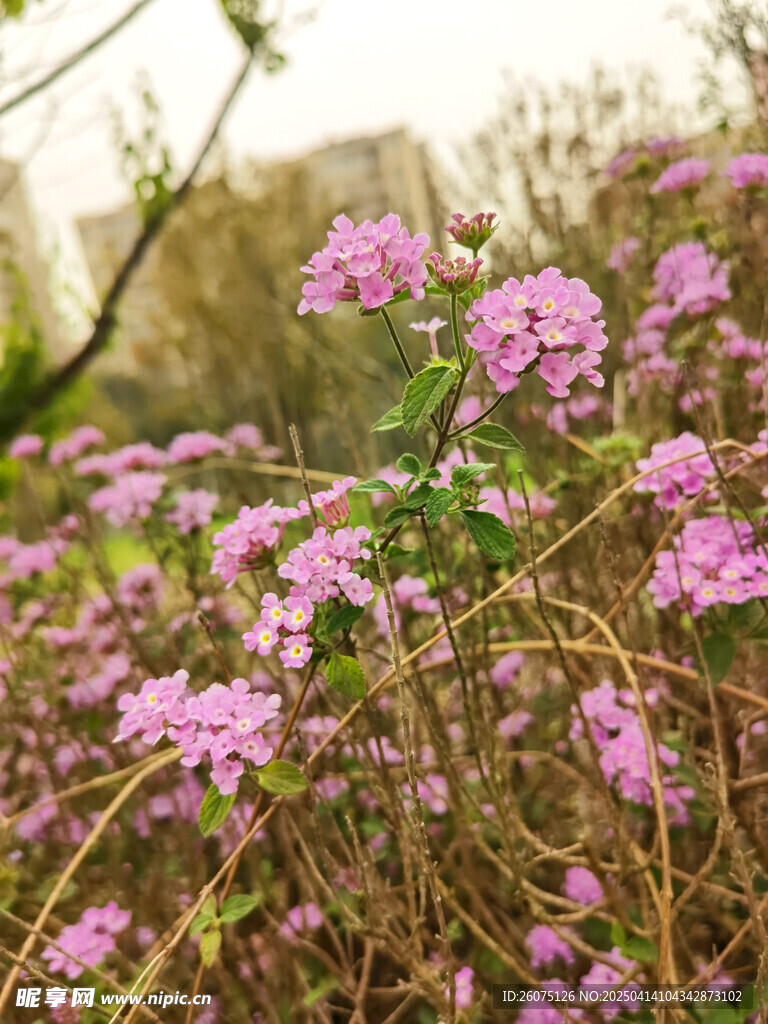 野花
