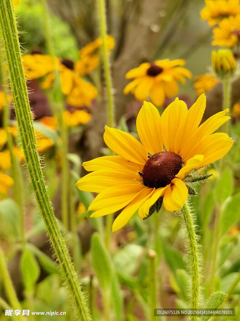 户外菊花