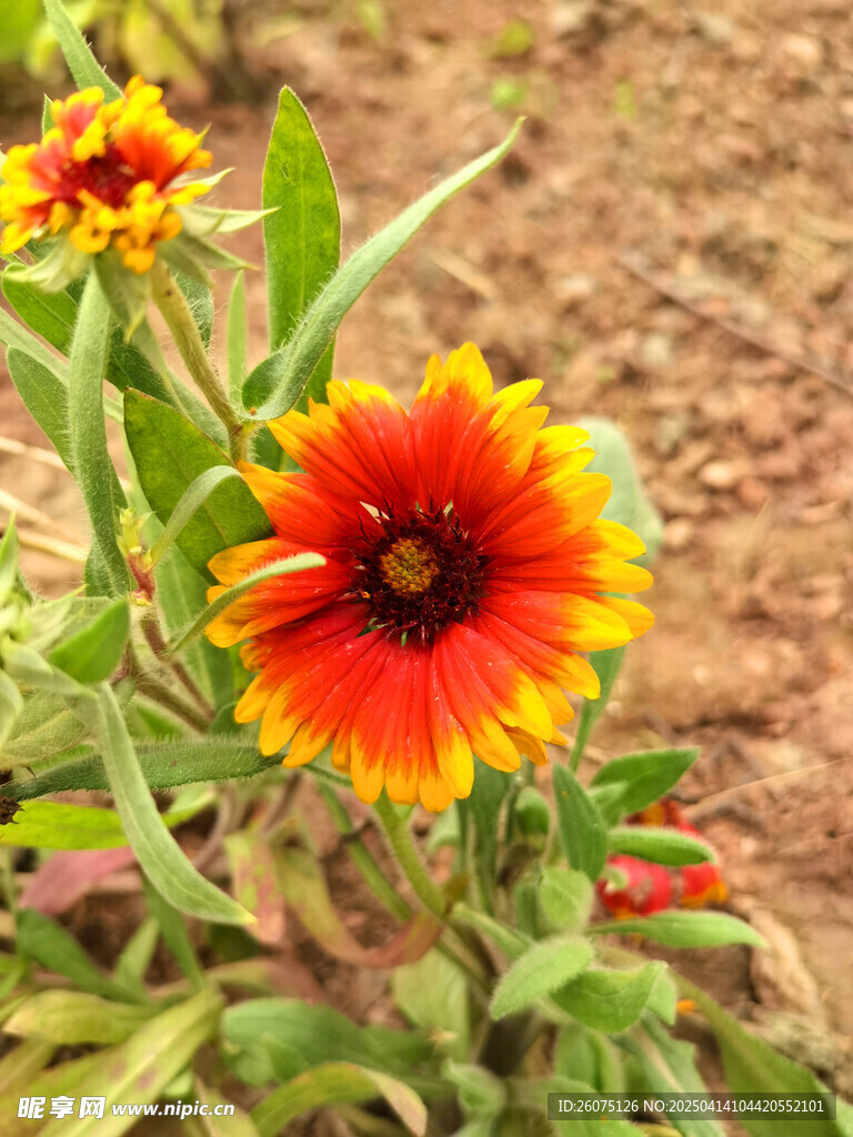 勋章菊