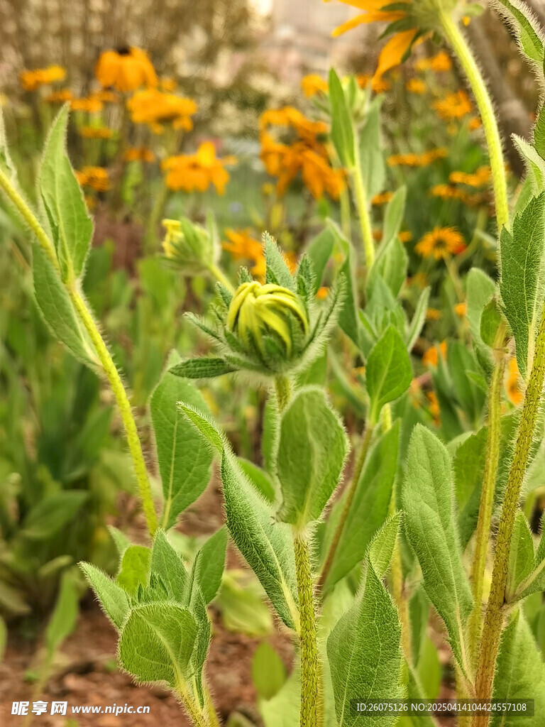 黑心金光菊