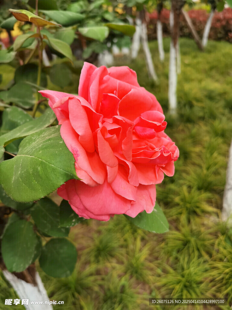 粉月季