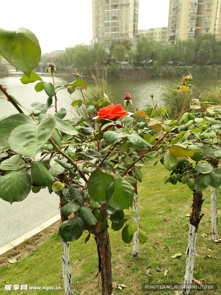 月季花