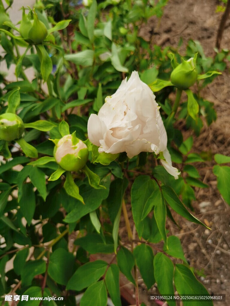牡丹花