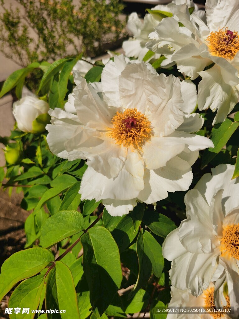 牡丹花
