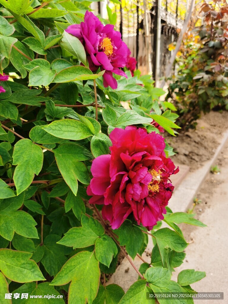 牡丹花