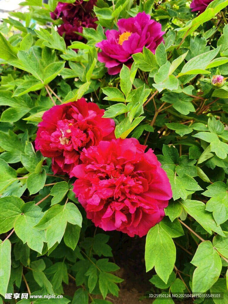 牡丹花