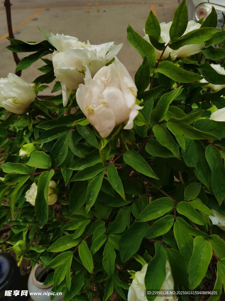牡丹花