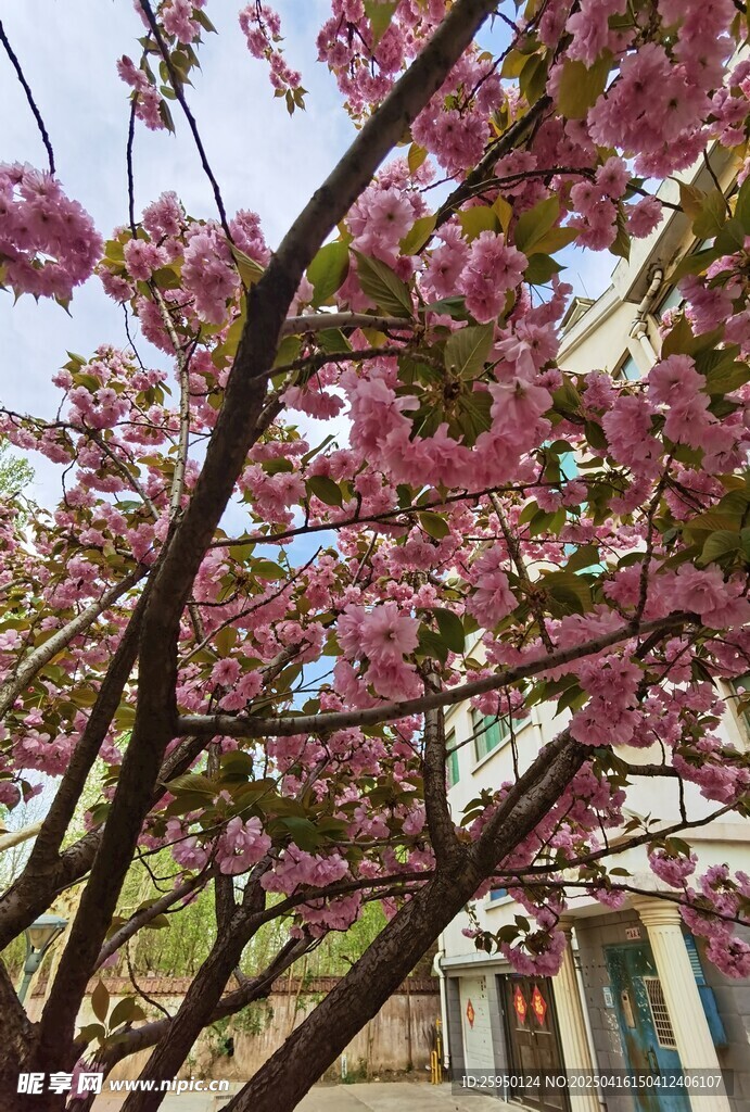 樱花