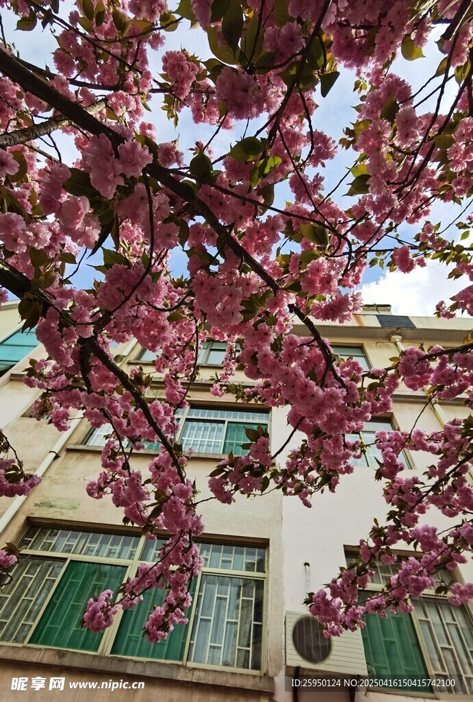 樱花
