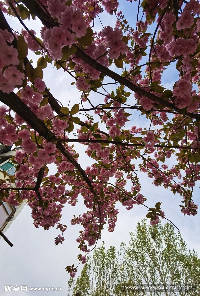 樱花