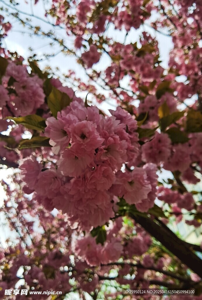 樱花