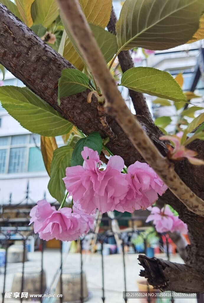 樱花