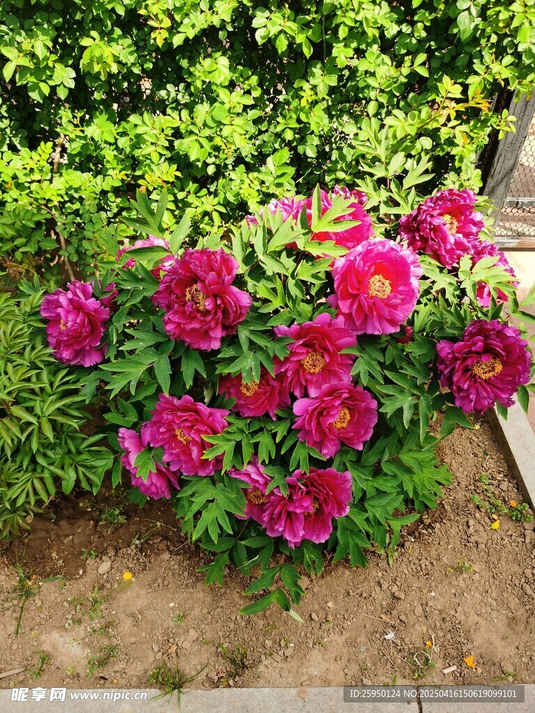牡丹花
