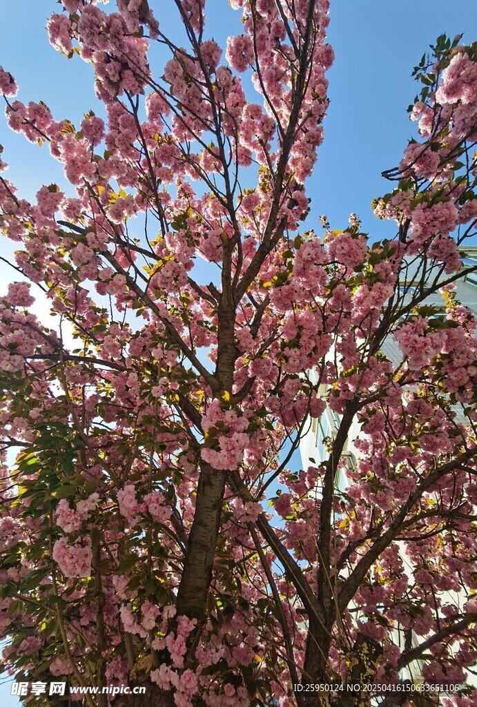 樱花